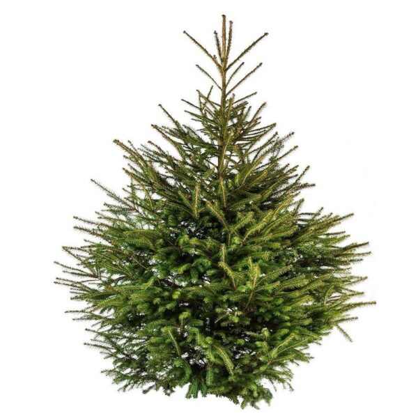 Sapin de Noël épicéa